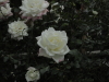 img0003.jpg