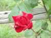 img0006.jpg