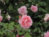 img0007.jpg
