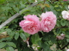 img0008.jpg