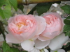 img0010.jpg