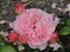 img0011.jpg