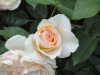 img0012.jpg
