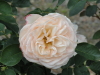 img0013.jpg