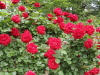 img0018.jpg