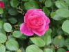 img0019.jpg