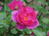 img0021.jpg
