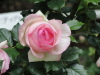 img0030.jpg