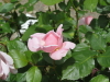 img0035.jpg