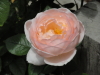 img0036.jpg