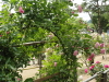 img0037.jpg