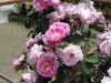 img0045.jpg