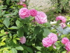 img0050.jpg