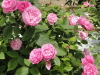 img0051.jpg
