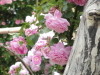 img0054.jpg