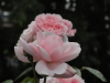 img0061.jpg