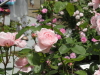 img0075.jpg
