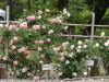 img0077.jpg