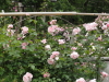 img0078.jpg
