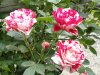 img0088.jpg