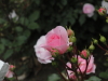 img0090.jpg