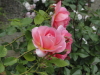 img0093.jpg