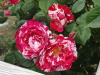 img0094.jpg