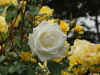 img0098.jpg
