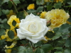 img0099.jpg