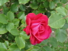 img0102.jpg
