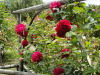 img0105.jpg