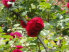 img0106.jpg