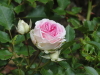 img0107.jpg