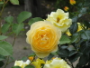 img0109.jpg