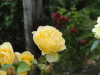 img0110.jpg