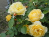 img0111.jpg