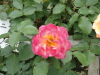 img0113.jpg