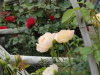 img0114.jpg