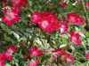 img0117.jpg
