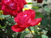 img0119.jpg