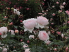 img0129.jpg