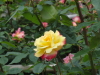 img0131.jpg