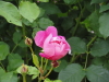 img0142.jpg