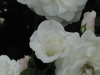 img0144.jpg