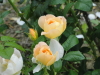 img0148.jpg