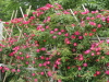 img0165.jpg