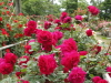 img0169.jpg