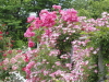 img0170.jpg