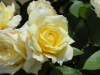 img0171.jpg