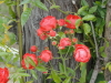 img0177.jpg